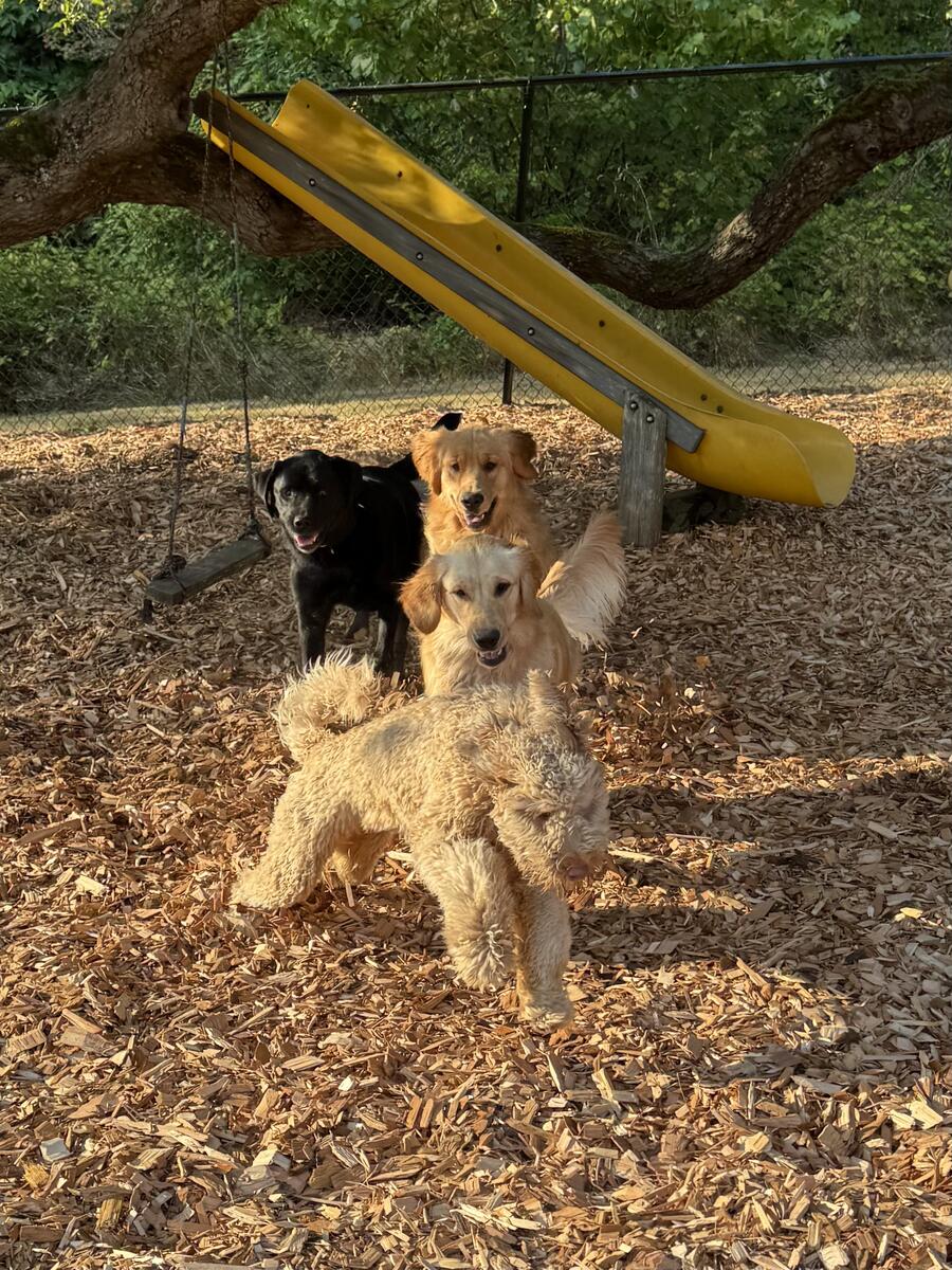 Dog enjoying daycare