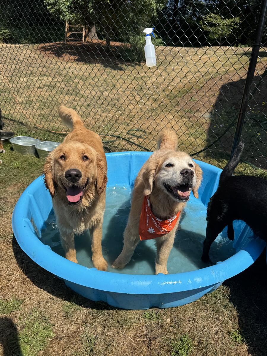 Dogs playing together